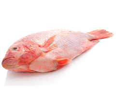 Product Fresh Fish