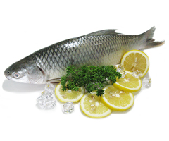 Product Fresh Fish