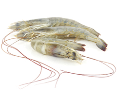 Product Fresh Prawn