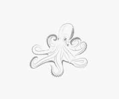 Product Fresh Cuttlefish