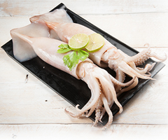 Product Fresh Cuttlefish