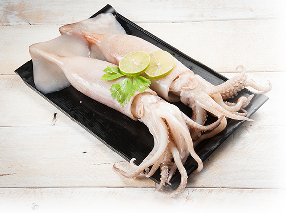 Squid