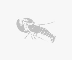 Product Fresh Lobster
